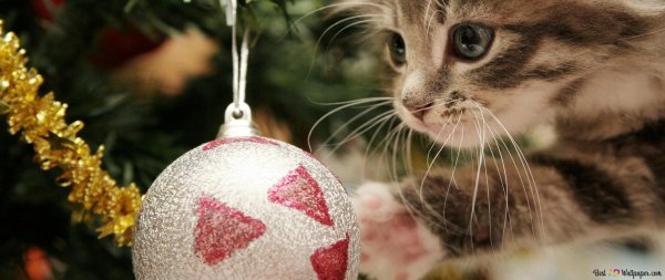 новогодняя кошечка