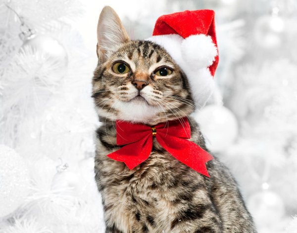 кот и новый год