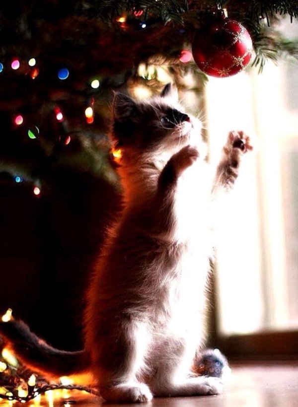 котенок новогодний