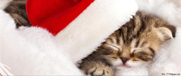 маленький спящий котенок