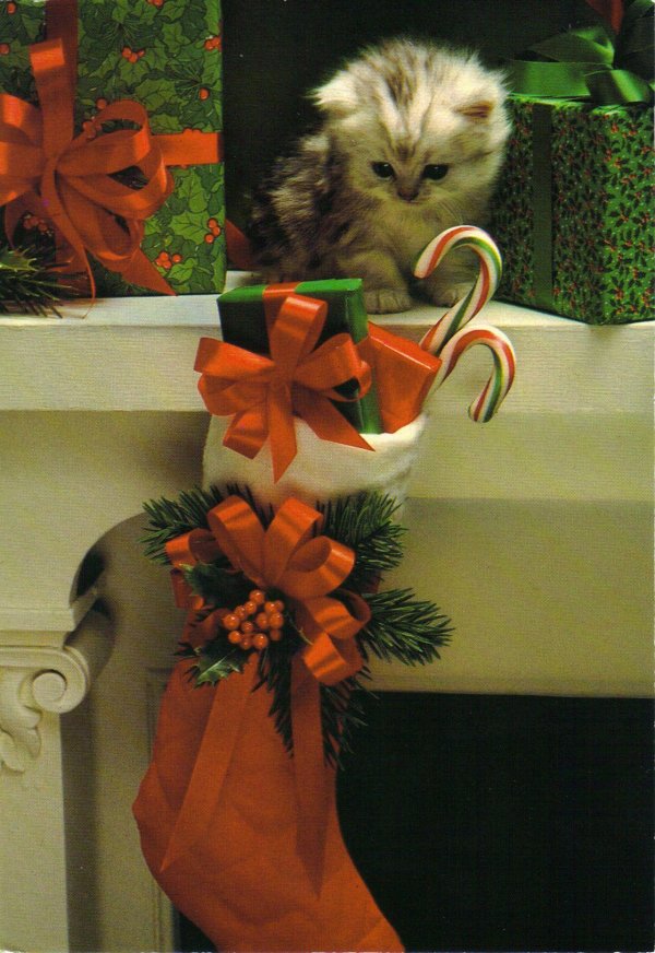 животные рождества