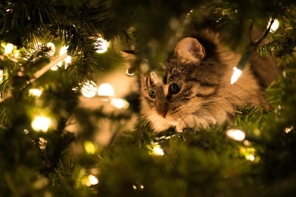 новогоднего настроения