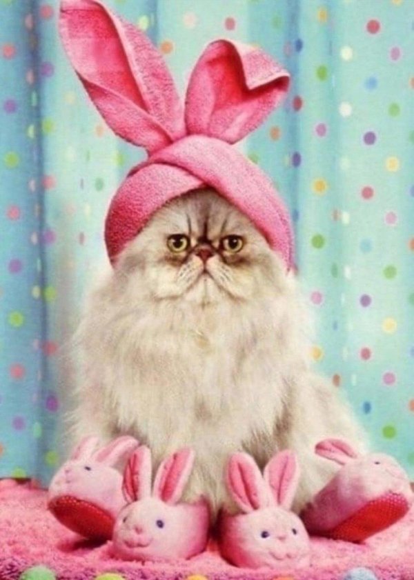 Котики зайки