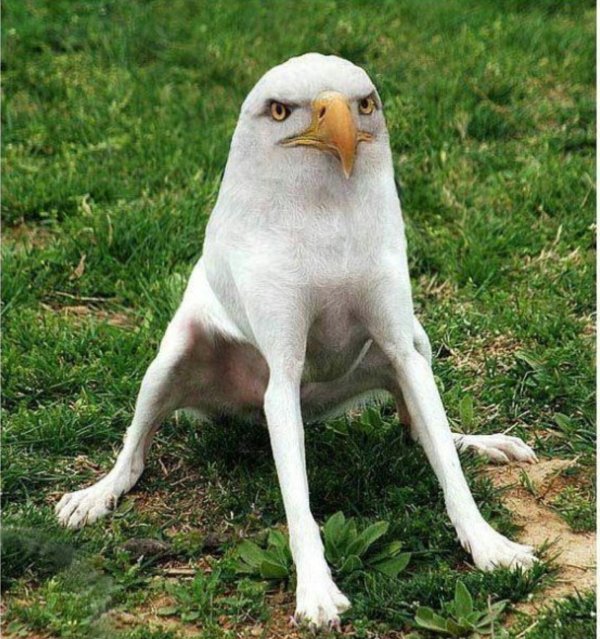 смешные гибриды животных