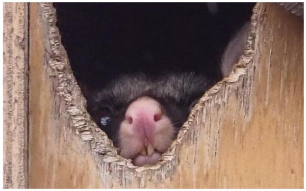 хорьки домашние