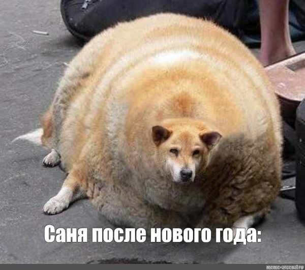 толстый пес