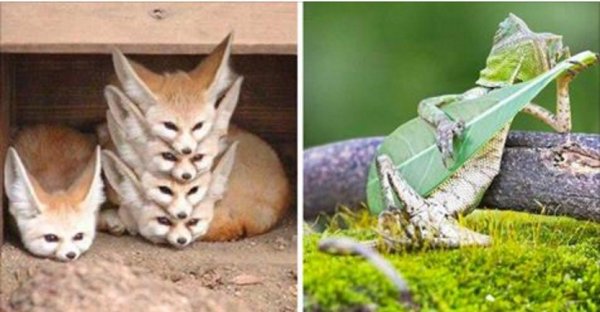 из жизни животных