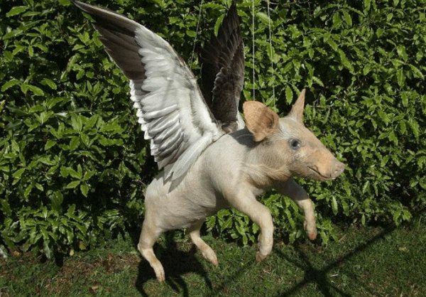 летающая свинья