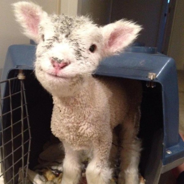 барашек маленький