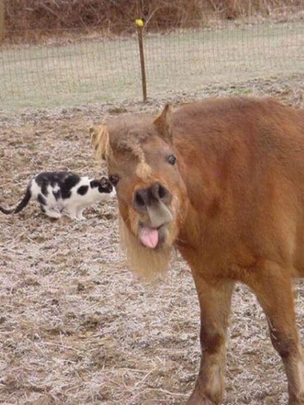 лошадиная улыбка