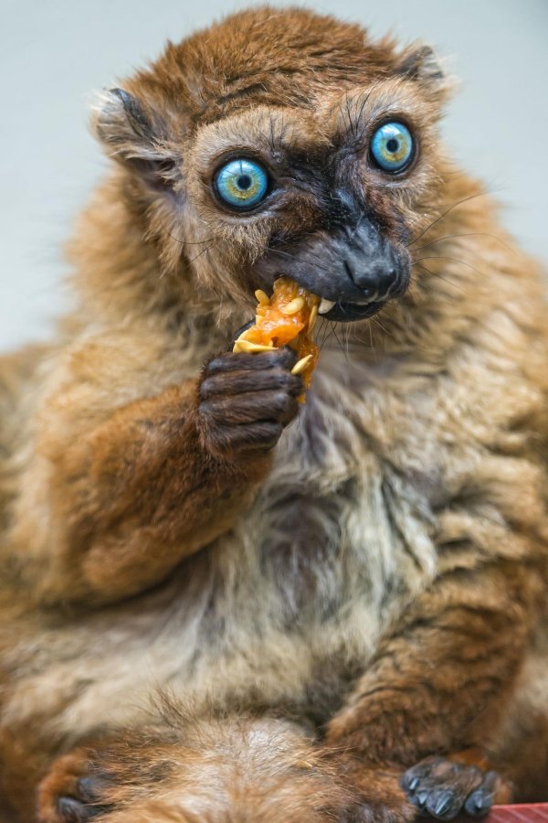 eulemur flavifrons