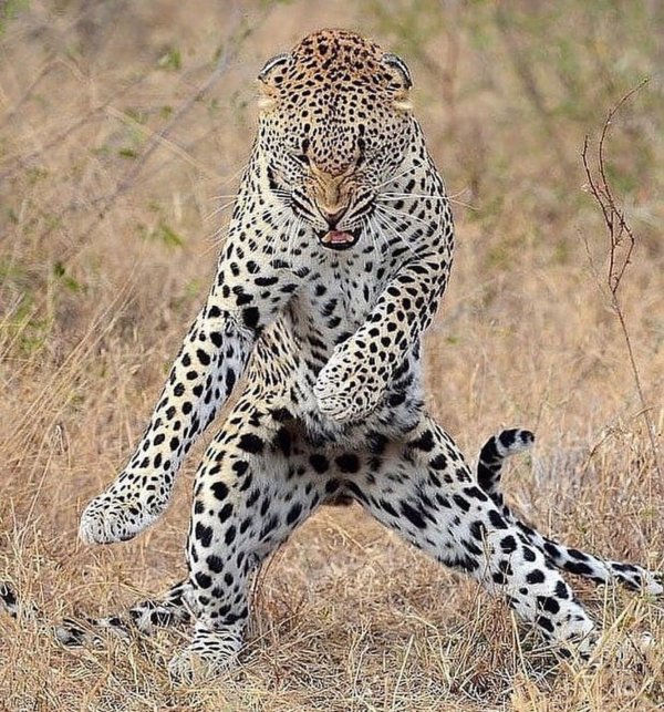 африканский леопард