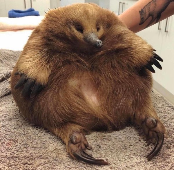 самец ехидны