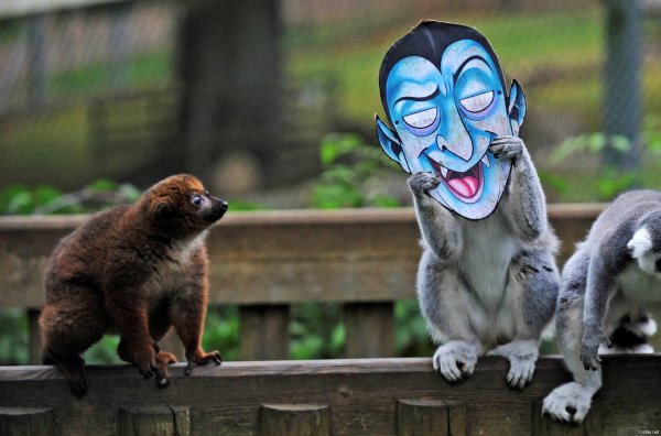 смешной лемур