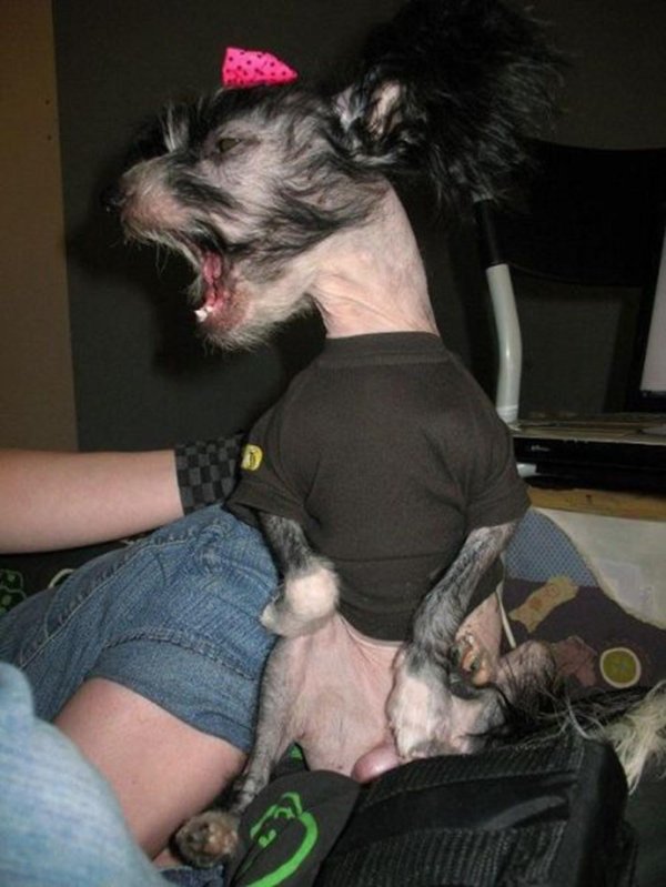 китайская хохлатая