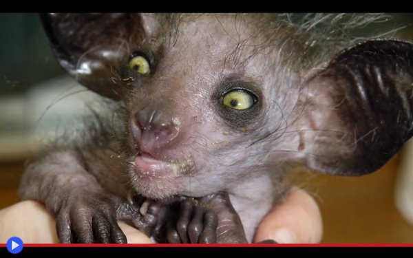 мадагаскарская руконожка