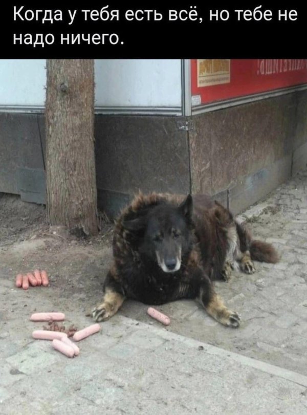 мемы и приколы