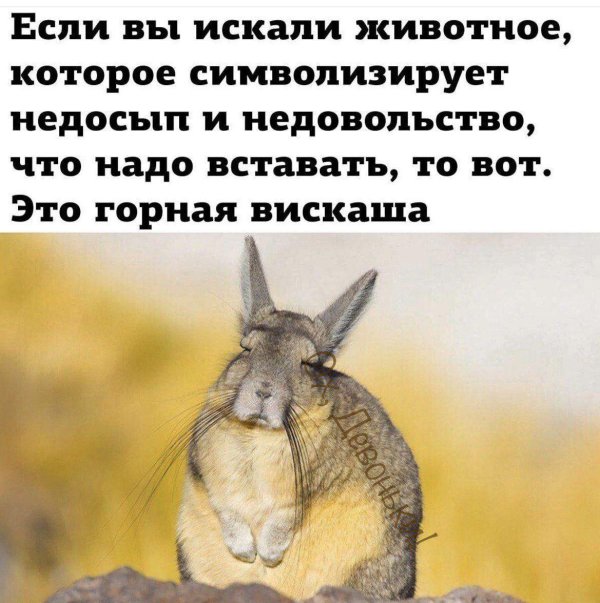 шиншилла вискаша