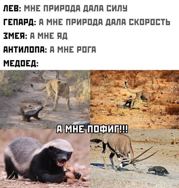 барсук медоед