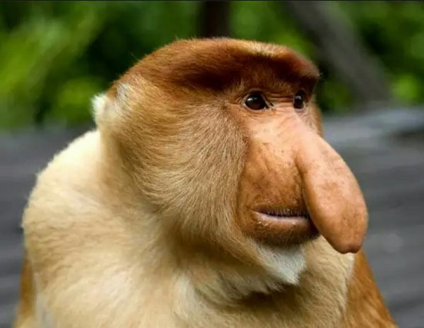 обезьяна носач