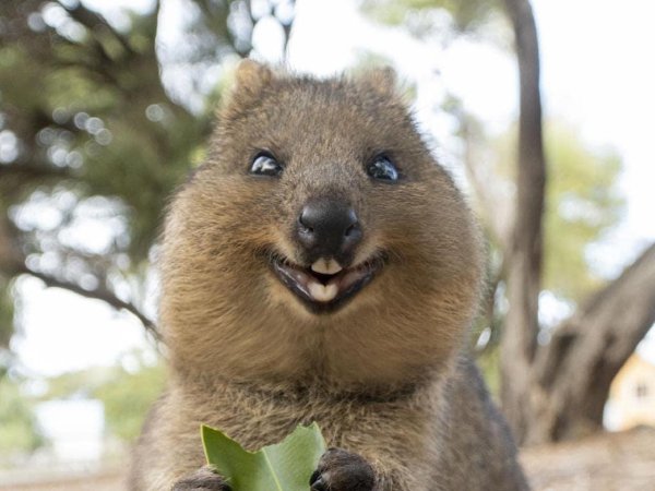 улыбающиеся зверьки