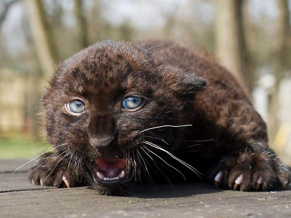 пантера малыш