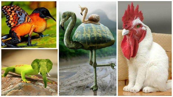 гибриды животных