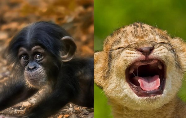 обезьяны красивые