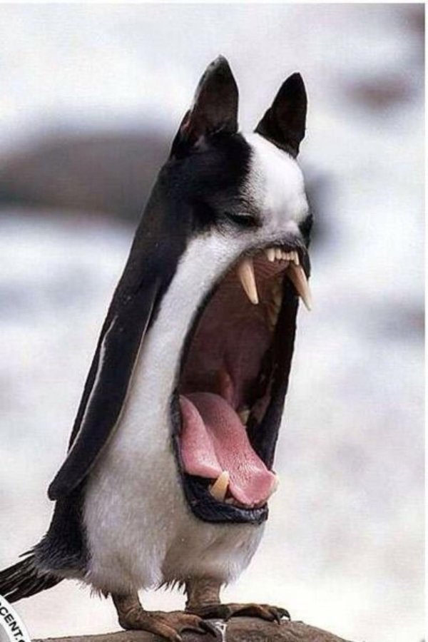 пингвины пингвин