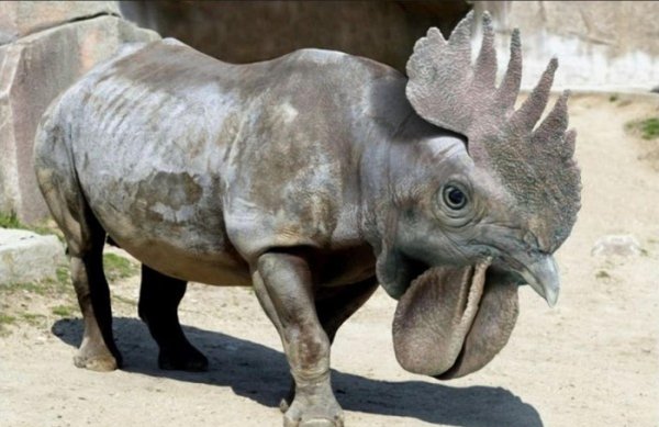 животные странные