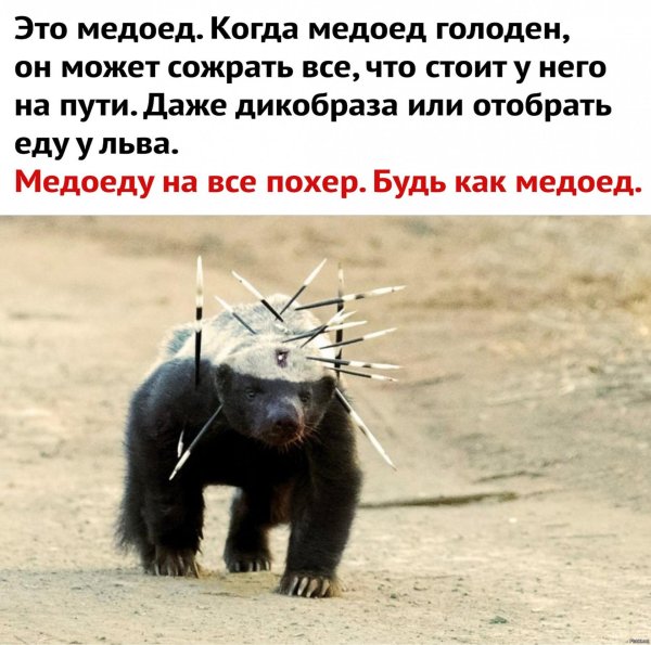 медоед дикобраз