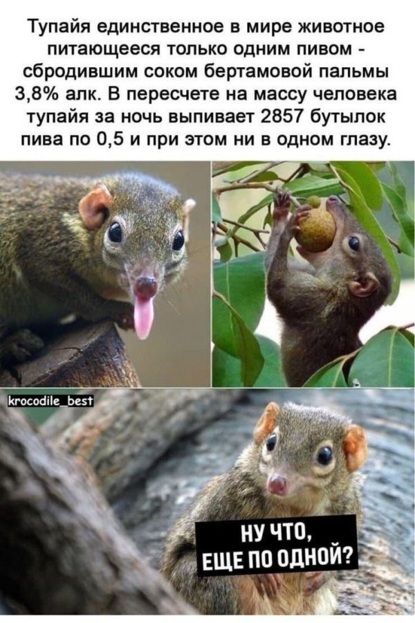 обыкновенная тупайя