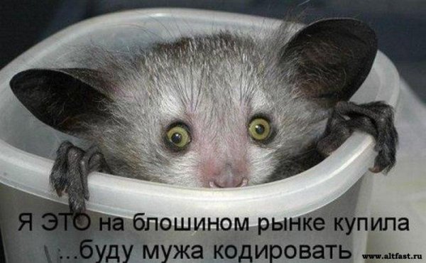 мадагаскарская руконожка