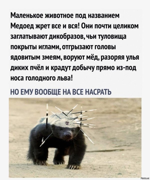 игла дикобраза