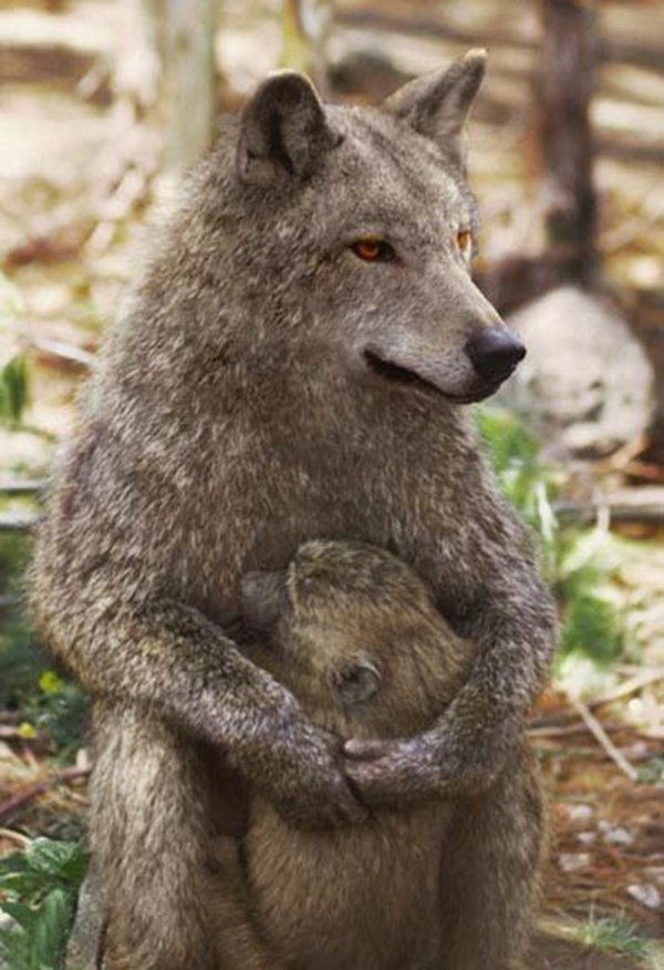 волк волчонок