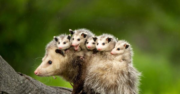 сумчатые опоссумы мексика