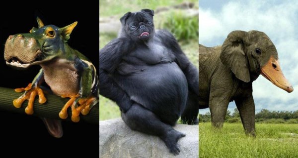 беременная горилла