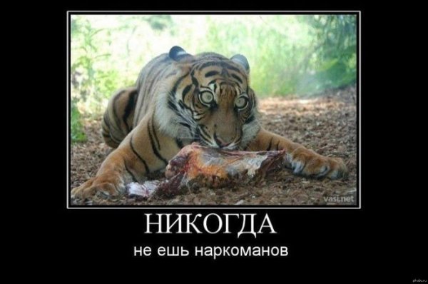 тигр амурский