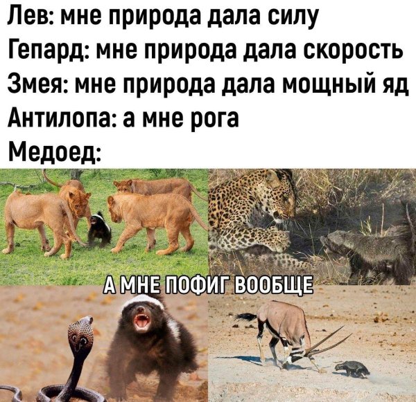 медоед прикол