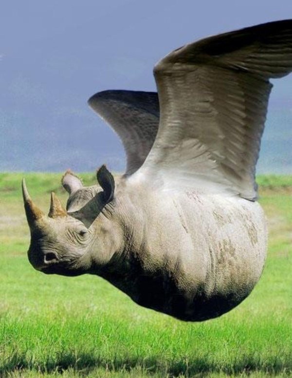 черен носорог