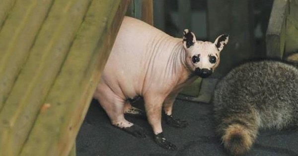 лысые еноты