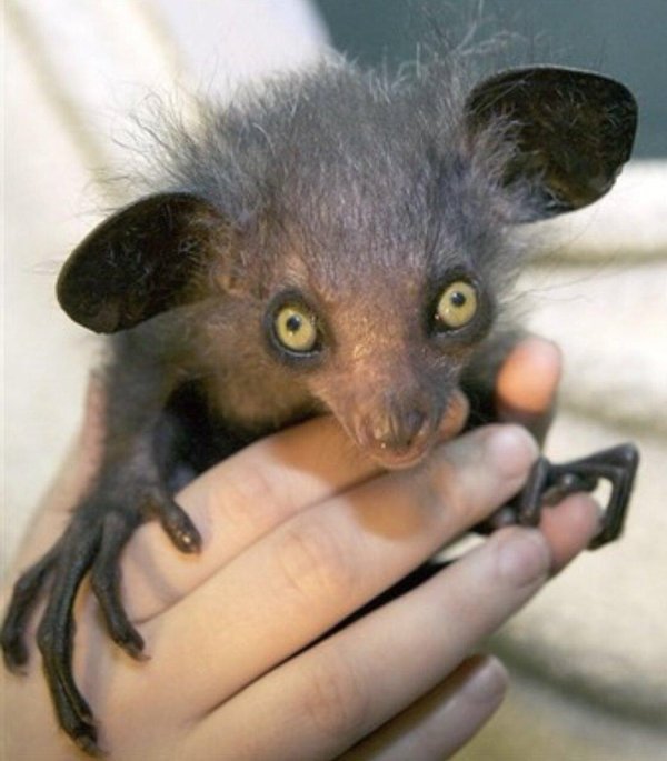 мадагаскарская руконожка