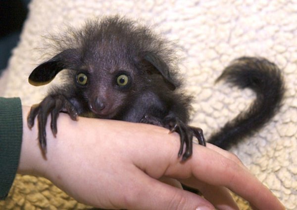 мадагаскарская руконожка