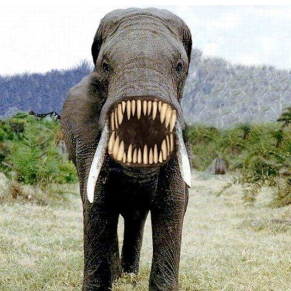 африканские слоны