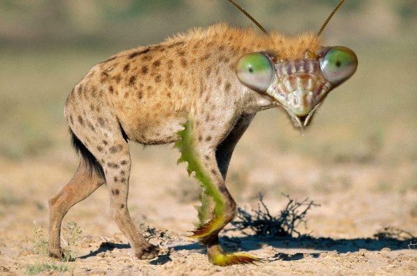 африканская гиена