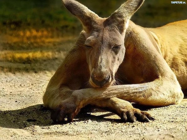 кенгуру самец