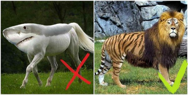 межвидовое скрещивание