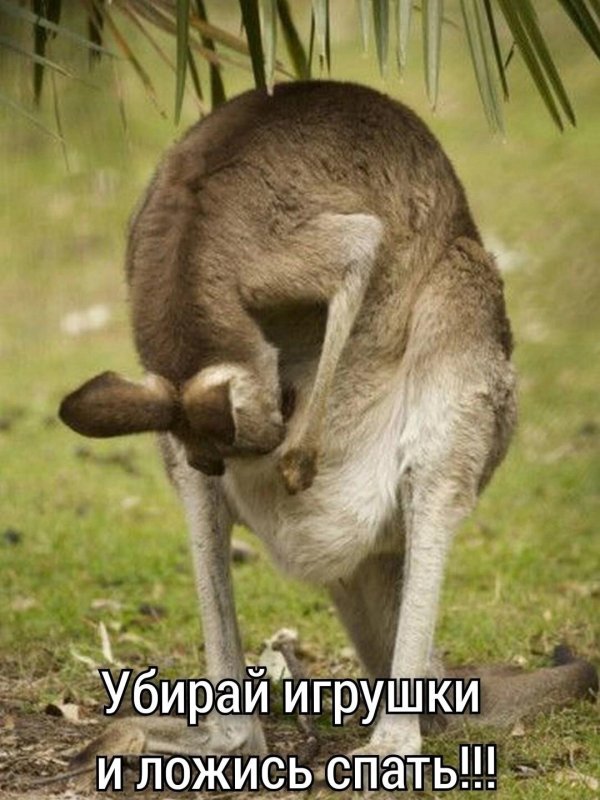 западный серый кенгуру