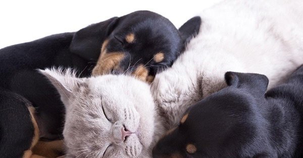 кошка собака