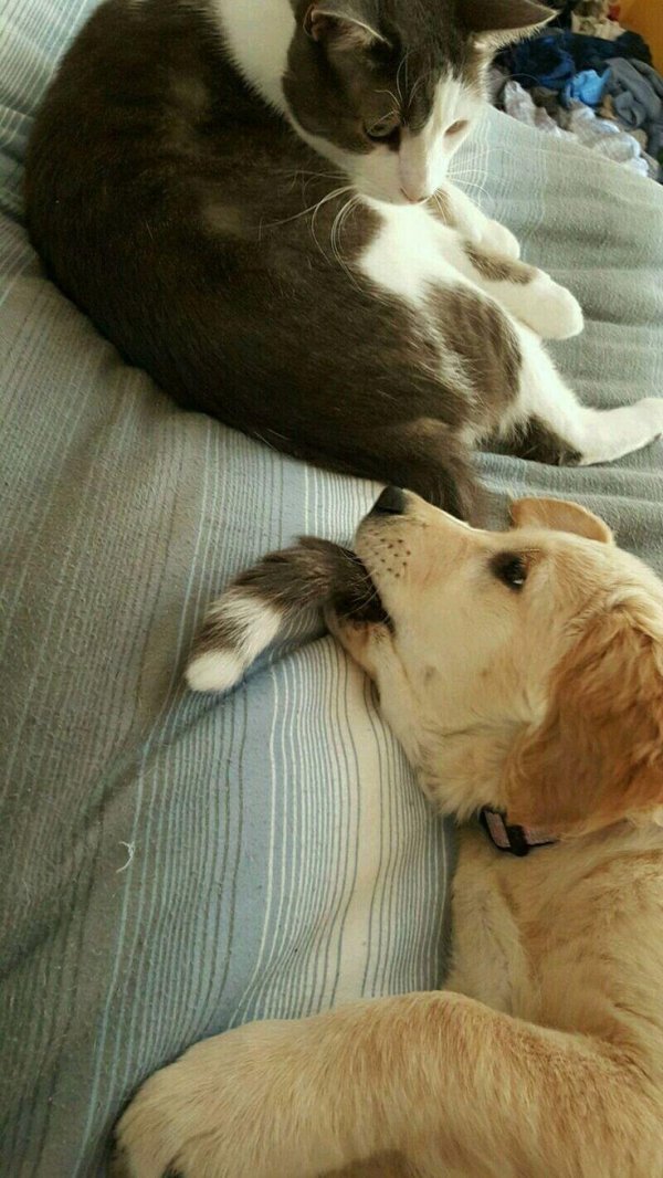 кот с собаками